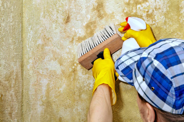 Mold Remediation for Rental Properties in Langdon, ND